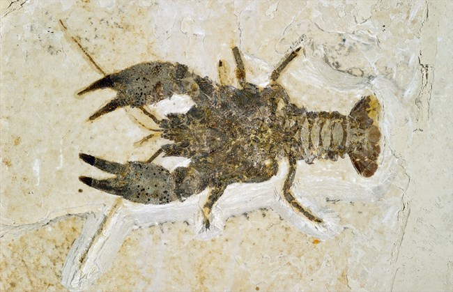 Procambarus primaevus crayfish fossil with large front claws