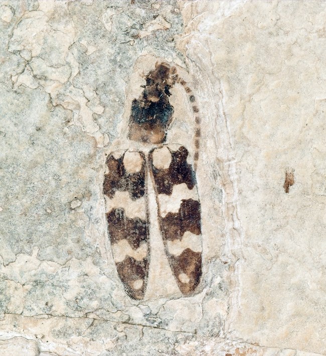 A beetle fossil with alternating black and white zigzag pattern on the wings and one visible antenna that looks like a dotted line curving down towards the wing. From Green River Formation.