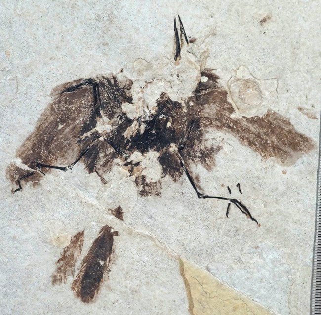 Fossil bird with legs, wings and beak outstretched. Most of the head is missing.