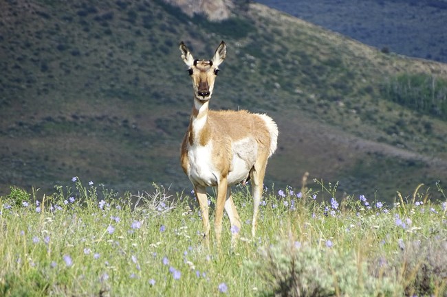 A pronghorn looks at the camera standing amid grasses and purple flowers.