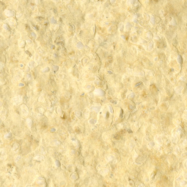 Over a hundred small irregularly-shaped circles of shells.