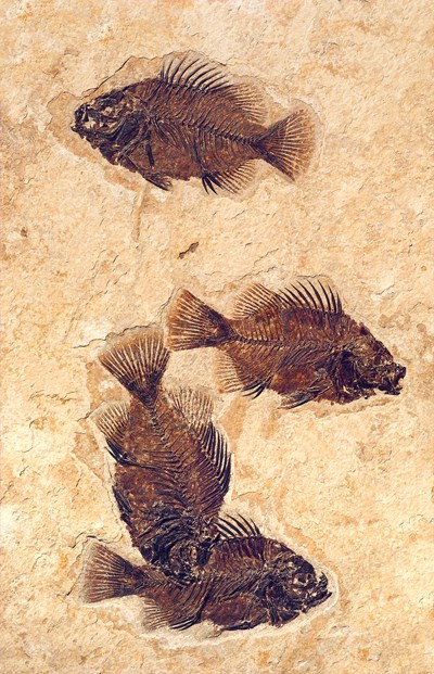 4 dark brown oval-shaped fish on a speckled tan rock. One fish is alone near the top, the three fish at the bottom overlap each other slightly.