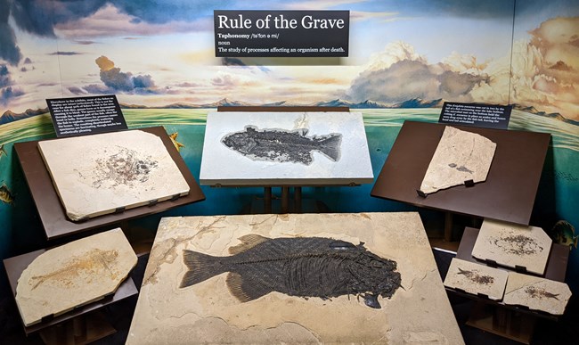 Exhibit titled rule of the grave with a definition of taphonomy as the study of processes affecting an organism after death. The exhibit shows fishes in various stages of completeness including Knightia eoceana, Phareodus, Mioplusus, and Diplomystus.