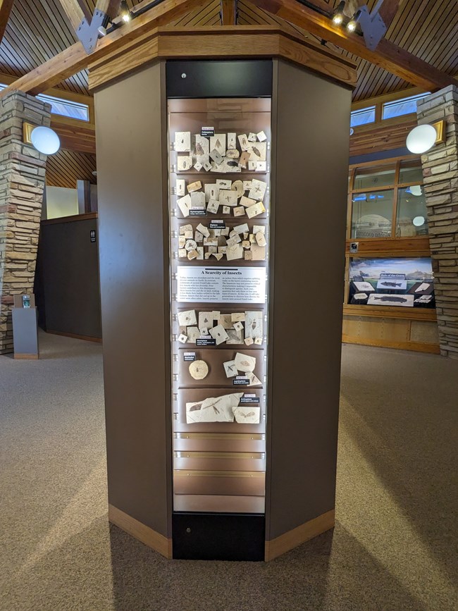 An exhibit case with approximately 80 insect fossils on display. They are small and most are hard to identify. There are some beetles up top and some winged insects at the bottom. There is a text panel in the middle with the title A Scarcity of Insects.