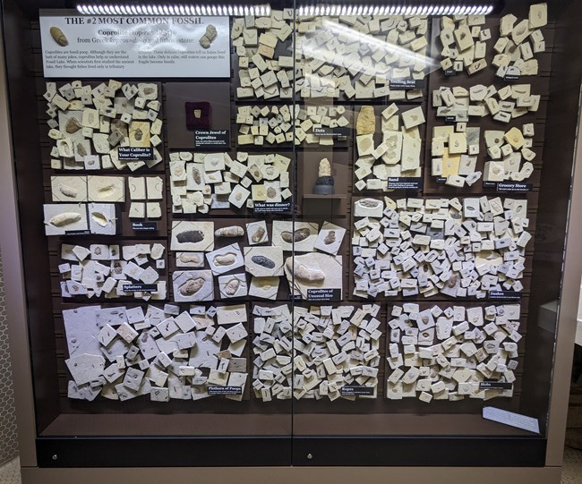 A display case with 15 panels each with coprolites on them. Some panels have 1-10 coprolites, others have over 100.
