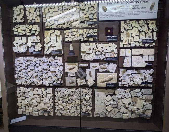 Exhibit case with 15 panels each covered with coprolite fossils. Some panels only have 1-10 coprolites, some have over a hundred.