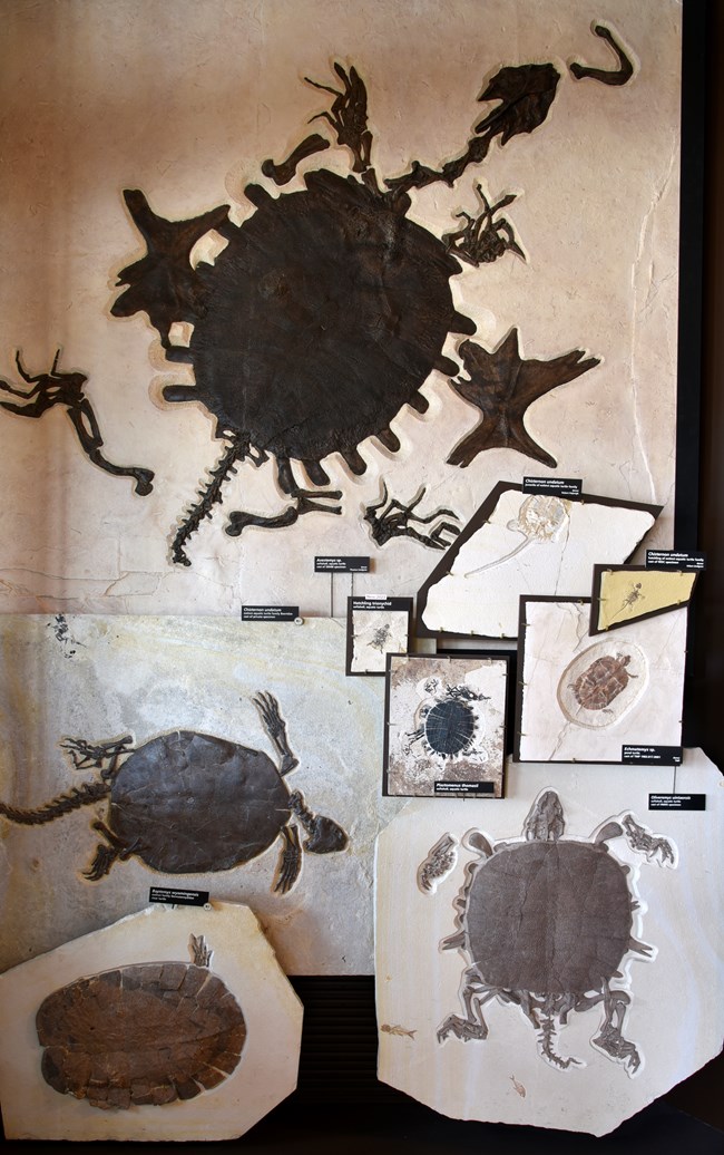 Exhibit with fossil turtles including Chisternon, Axestemys, Echmateyms, and Baptemys.