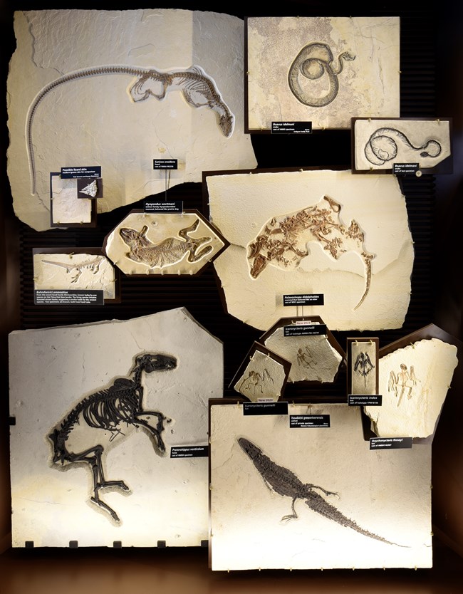 exhibit with mammals and reptile fossils including a lizard, caiman, horse, snakes, and bats