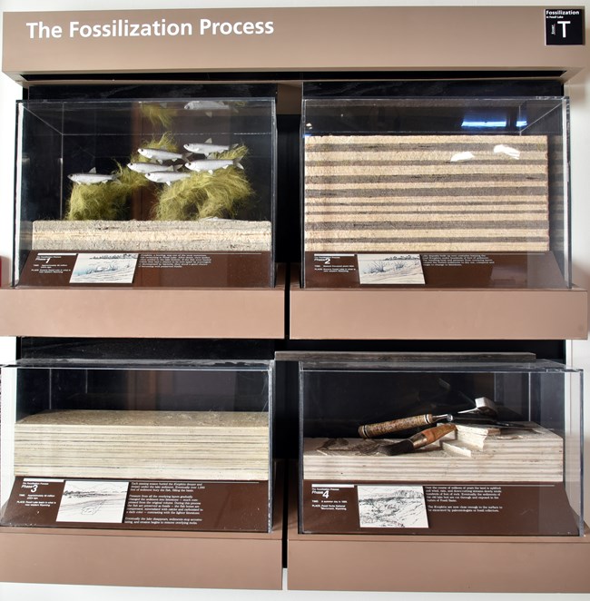 An exhibit featuring four plastic cases. The first has 6 fish swimming in it, the second has layers of rock, the third shows the layers of rock compacted, and the fourth shows rock tools on top of the layers of rock which are slightly chipped away.