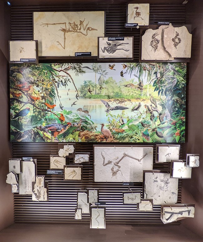 Exhibit with a mural of birds in the center and surrounded by bird or feather fossils