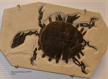 Fossil turtle whose shell has several holes