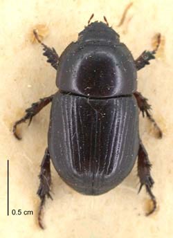 Black Scarab Beetle