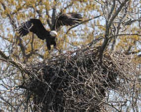 Adult eagle with eaglet