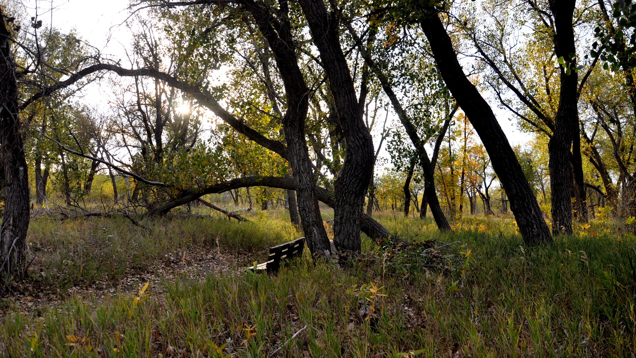 A trail and bench in a woodland and streamside scene in late summer.