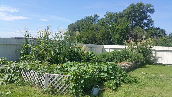 Photo of garden with squash plants growing over the small surrounding fence.