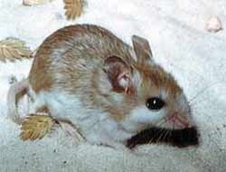 The Anastasia Island Beach Mouse is one of several subspecies of oldfield mouse which live in isolated areas along the coast.