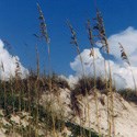 The extensive root system of sea oats helps hold the dunes in place.