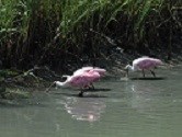 Pink birds wading in the shallow water