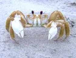 The ghost crab blends in well with its sandy environment.