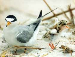 A Least Tern and its speckled baby find a home on the open beach.