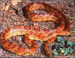 The red rat snake is one of the prettiest of the non-poisonous snakes.