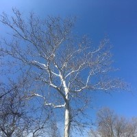 Trunk of an American Sycamore in the winter.