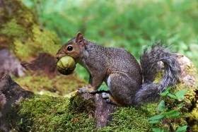 Grey Squirrel