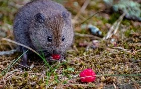 Meadow vole eating red berries