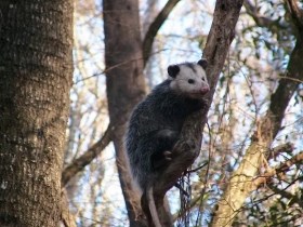 Opossum in a tree, holding on to a branch