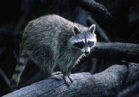 Raccoon standing on a log