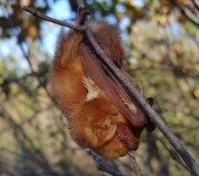 Red Bat
