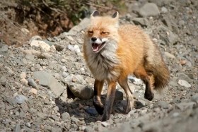 A happy looking Red Fox making its way down a rocky trail