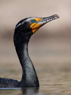 Cormorant peeking his little head over the water