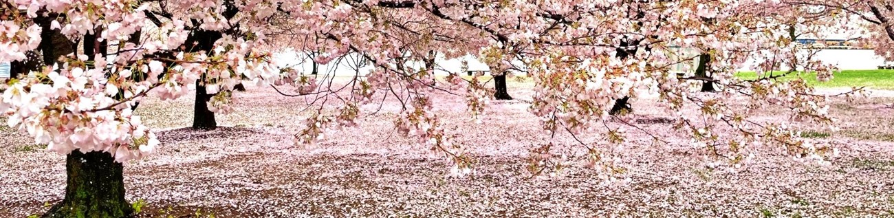 Cherry Blossom trees peak bloom with a flower petal bed on the ground