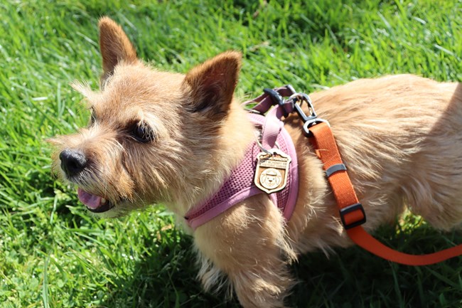 Dog in the foreground, with new bark ranger badge