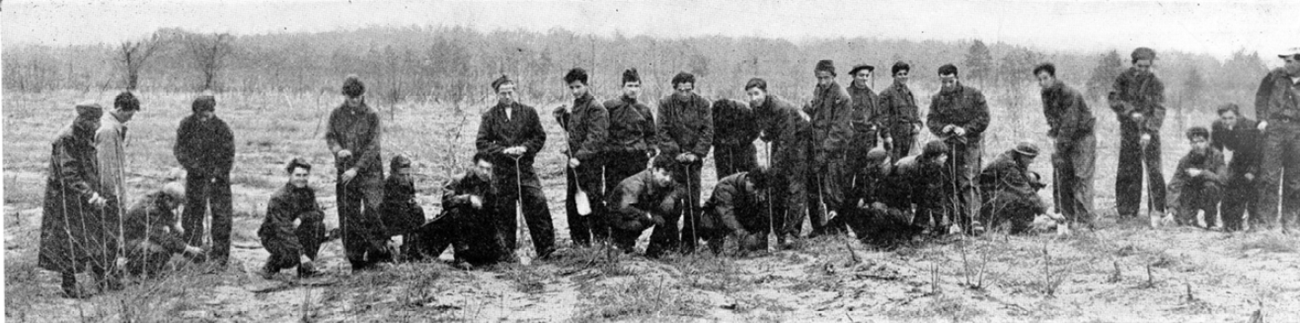 Men with shovels planting baby pine trees in open field