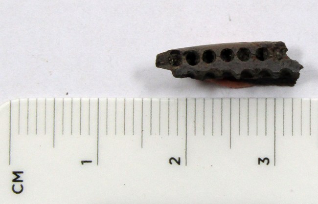 Inch-long fragment of dark-colored bone with regularly-spaced small holes, which used to hold the bristles.