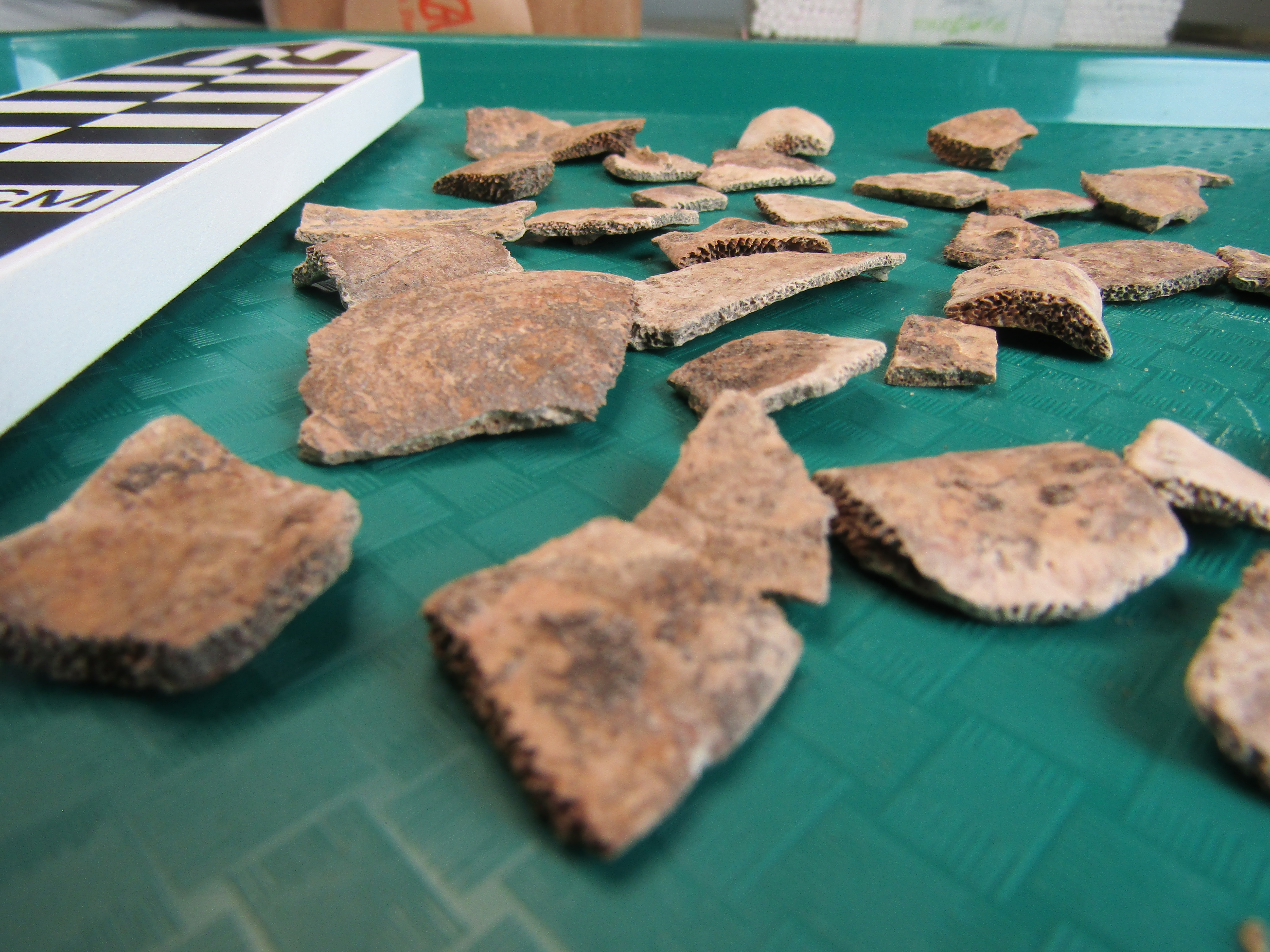 green tray with about 20 fragments of tan turtle bone