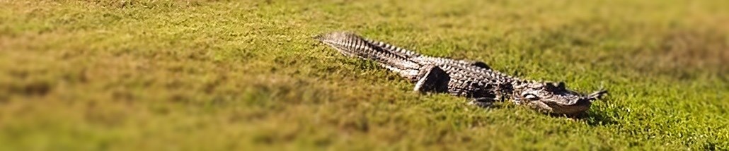 Alligator in the grass outside of the fort