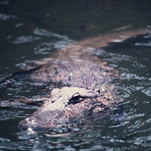 FOPU Photo - Closeup of alligator in the moat