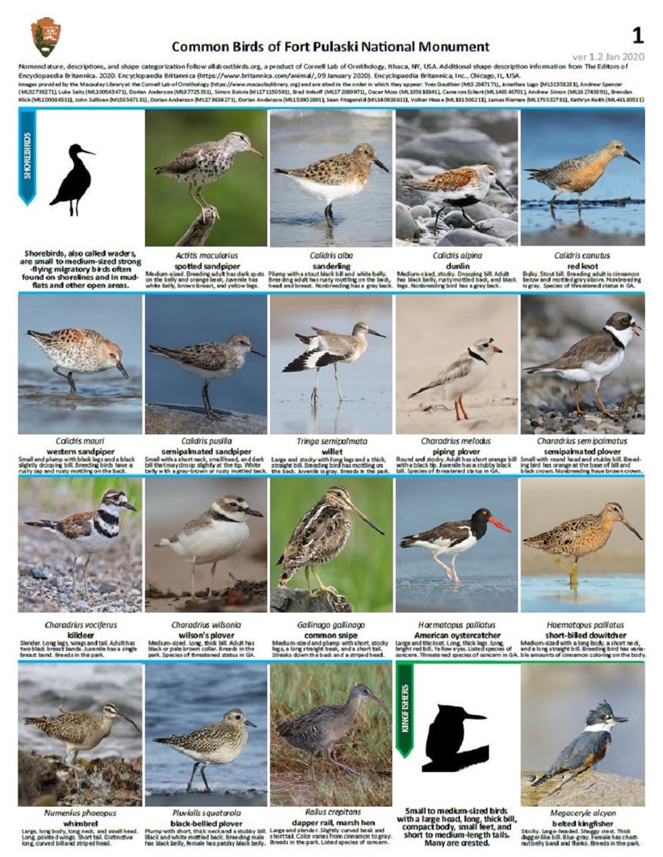 Birds - Fort Pulaski National Monument (U.S. National Park Service)