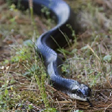 NPGallery - Black Rat Snake, Shenandoah National Park