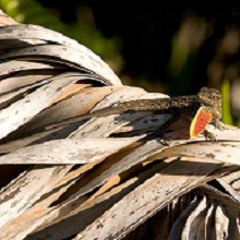NPGallery - Brown anole (Anolis sagrei) displaying dewlap, Everglades National Park, 2015