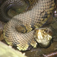 NPGallery - Eastern Cottonmouth, Congaree National Park