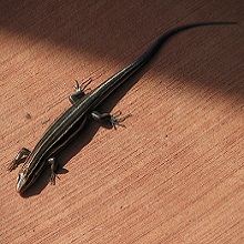 NPGallery - Southeastern Five-lined Skink near the visitor's center, Fort Raleigh National Historic Site