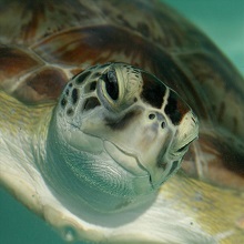 NPGallery - Loggerhead Sea turtle, Dry Tortugas National Park, 2015