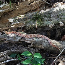 NPGallery - Southern copperhead (Agkistrodon contortrix) on a log, Big Thicket National Preserve, 2015