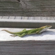 NPGallery - male green anole lives by the Cape Hatteras Lighthouse Visitor Center