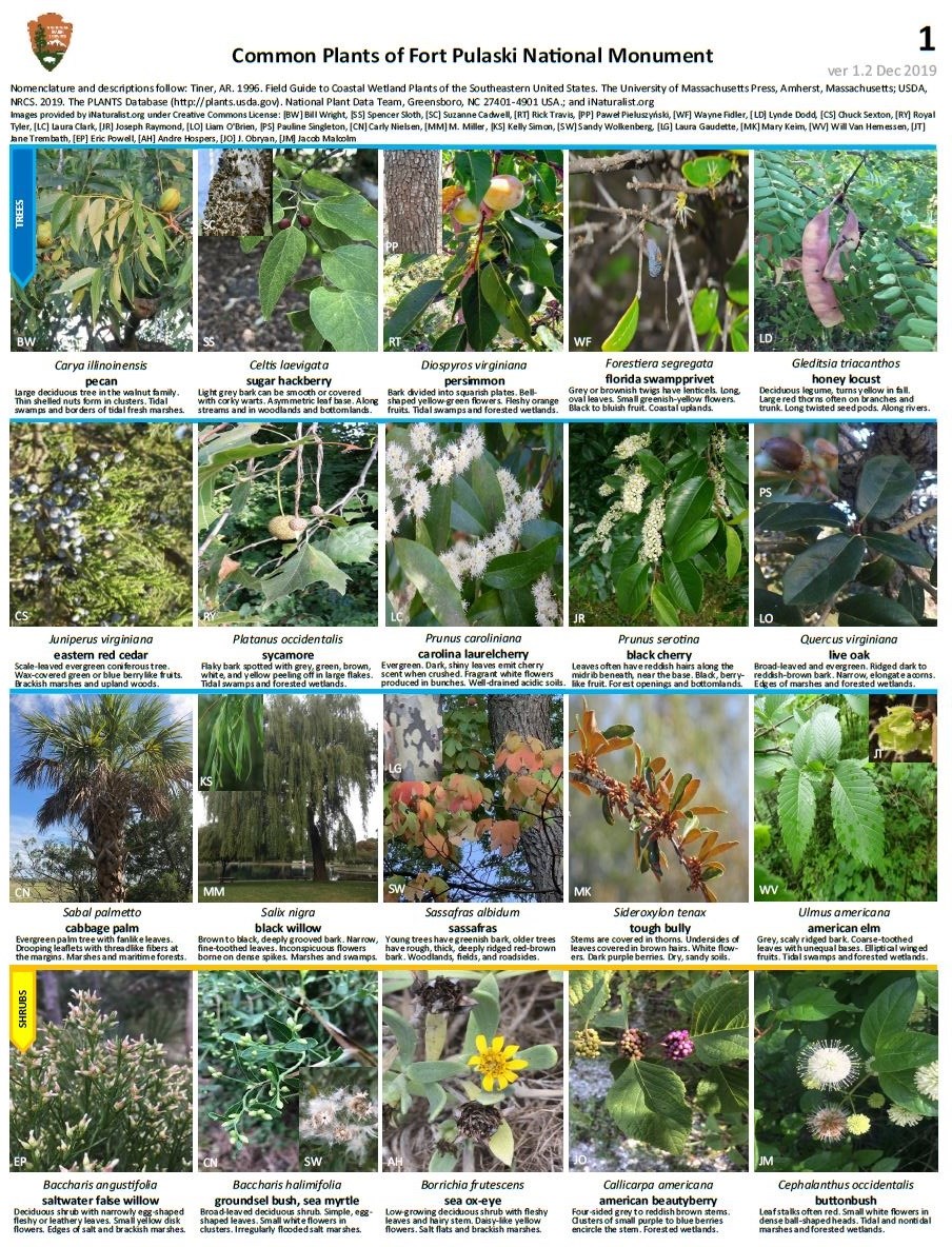FOPU Plant ID Guide Page 1 - Trees and Shrubs