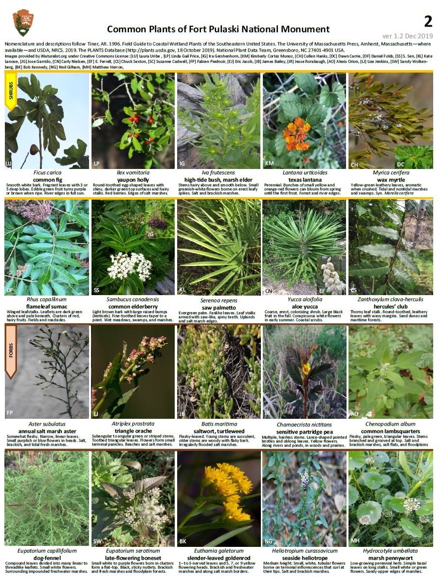 FOPU Plant ID Guide Page 2 - Shrubs and Forbs